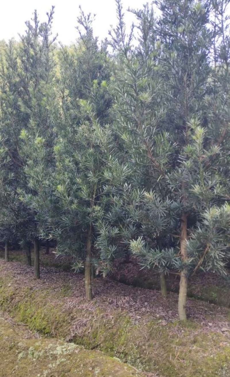 宜春奉新县本地种植基地，罗汉松大量供应，规格齐全，价格