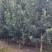宜春奉新县本地种植基地，罗汉松大量供应，规格齐全，价格