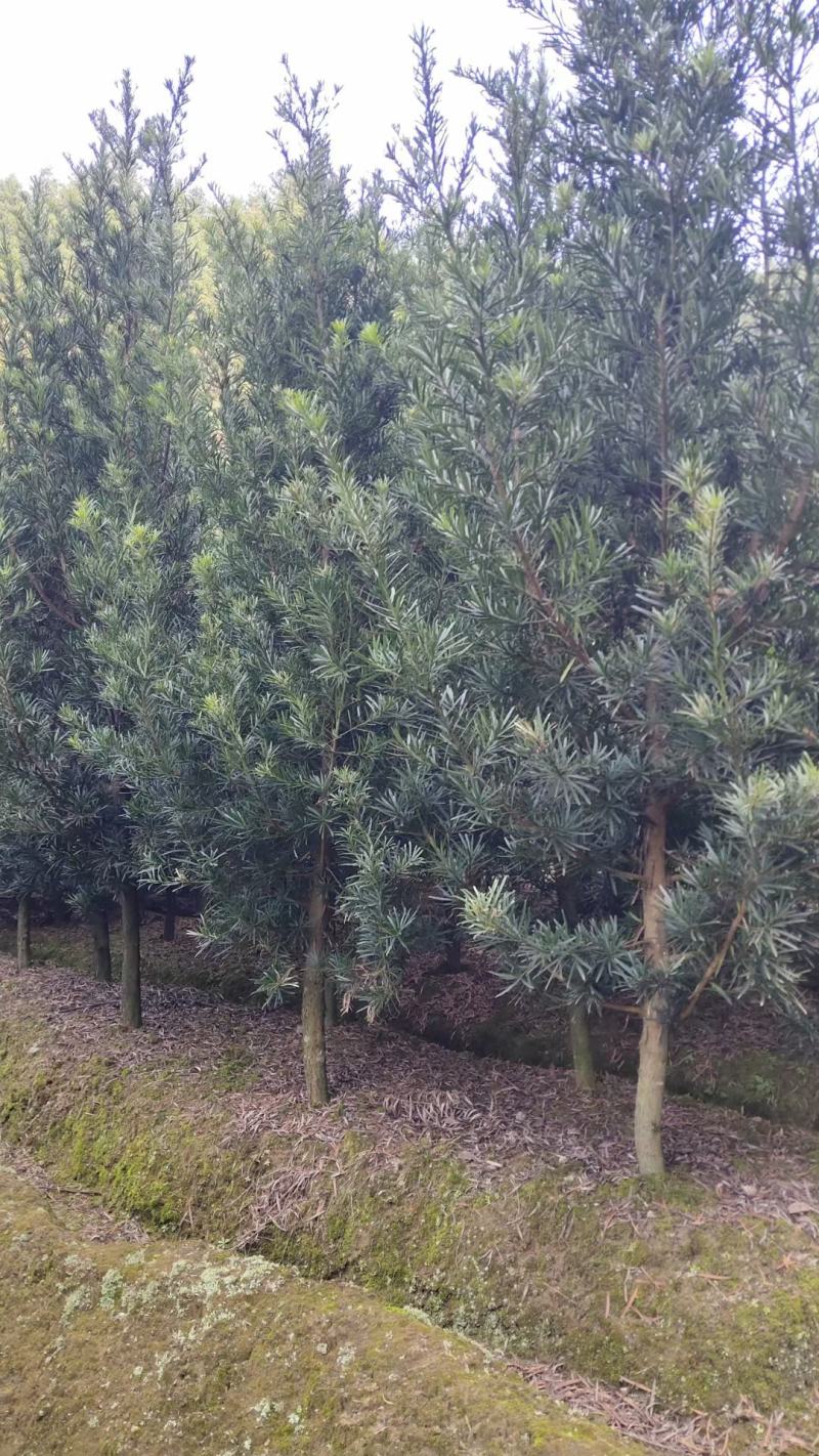 宜春奉新县本地种植基地，罗汉松大量供应，规格齐全，价格