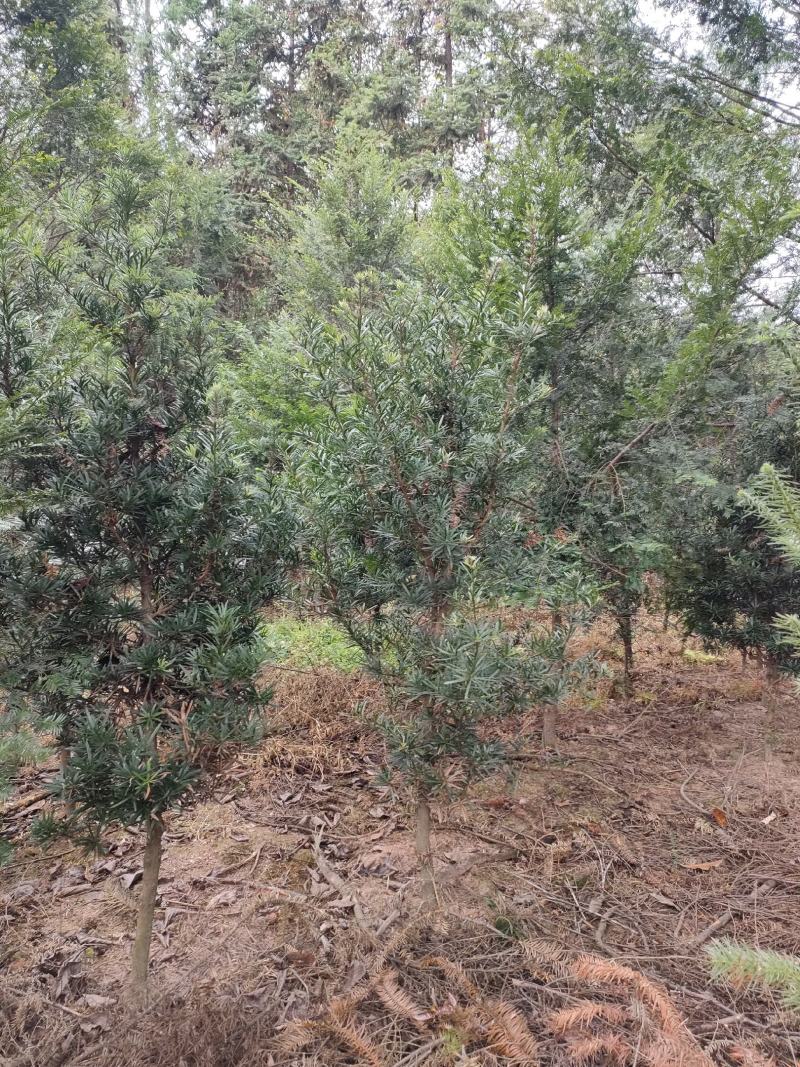 宜春奉新县本地种植基地，罗汉松大量供应，规格齐全，价格