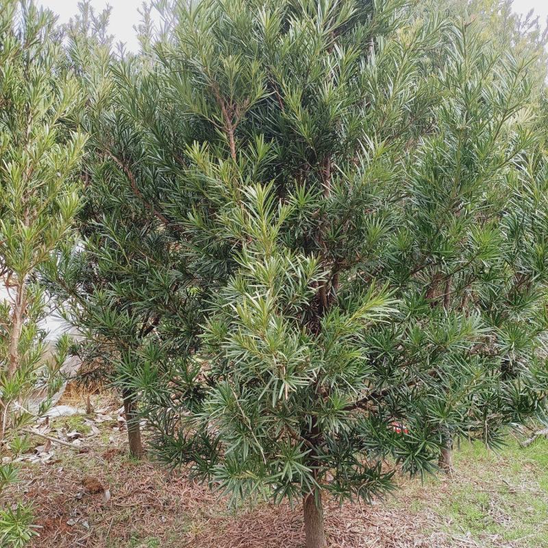 宜春奉新县本地种植基地，罗汉松大量供应，规格齐全，价格