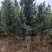 宜春奉新县本地种植基地，罗汉松大量供应，规格齐全，价格