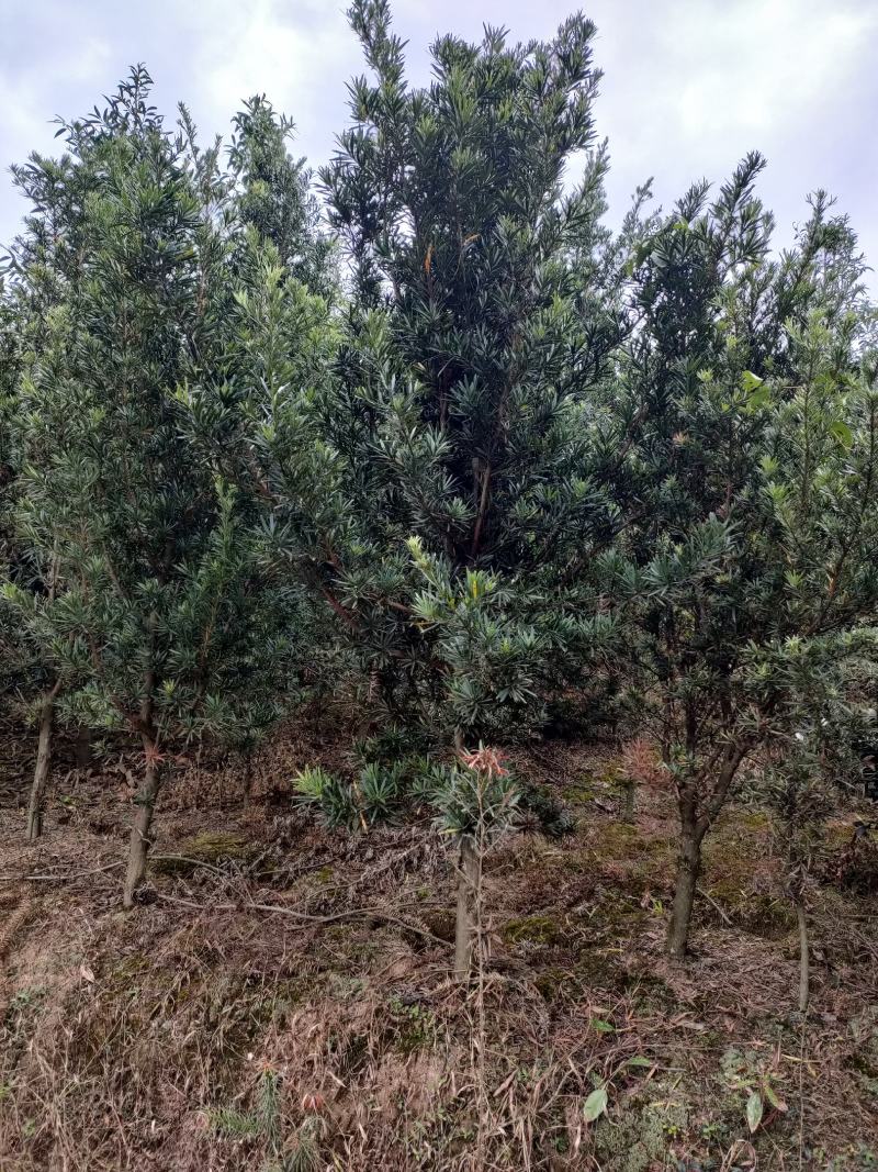 宜春奉新县本地种植基地，罗汉松大量供应，规格齐全，价格