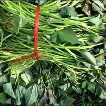 大田苗，高剪苗，粗壮