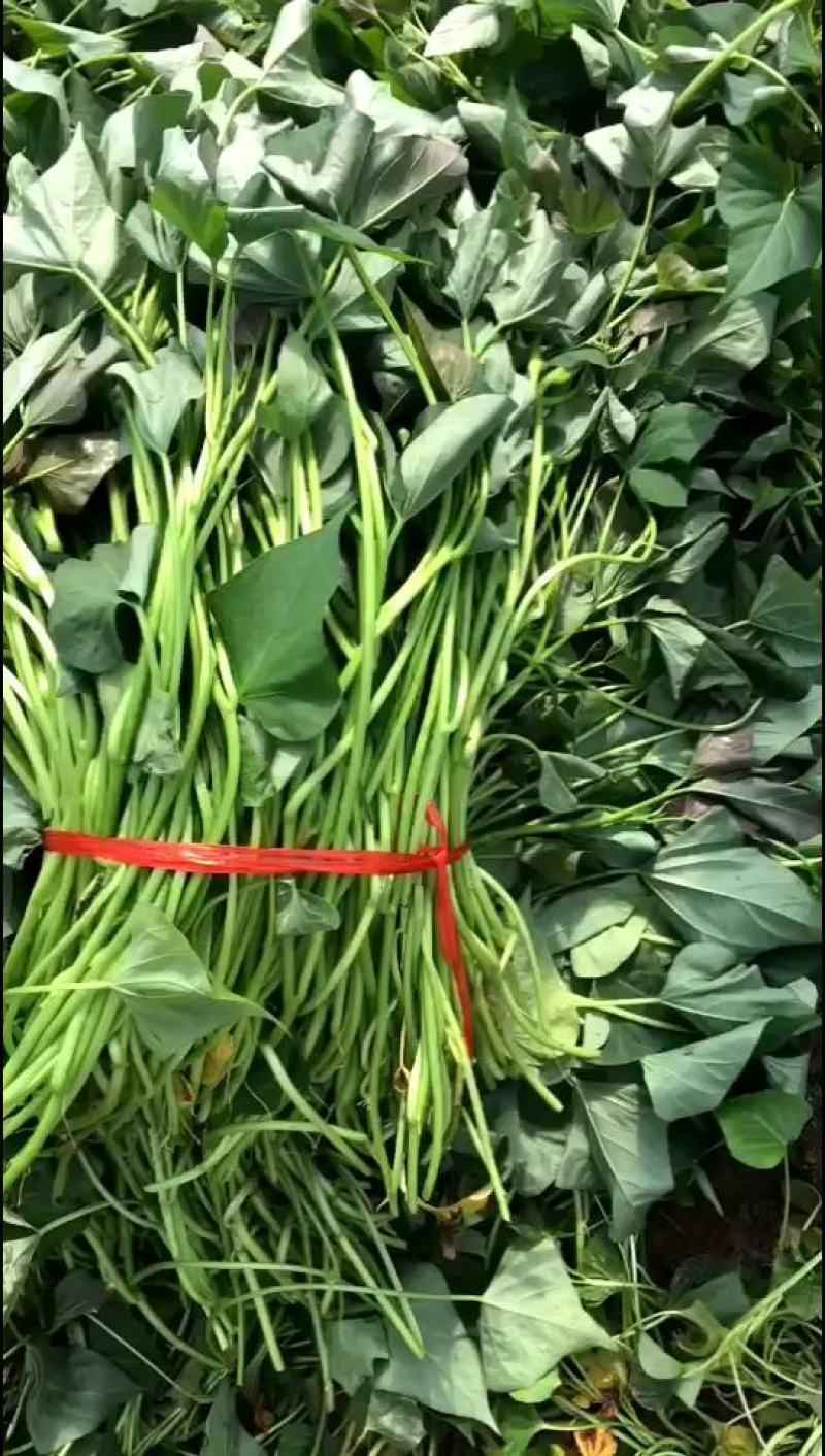 大田苗，高剪苗，粗壮