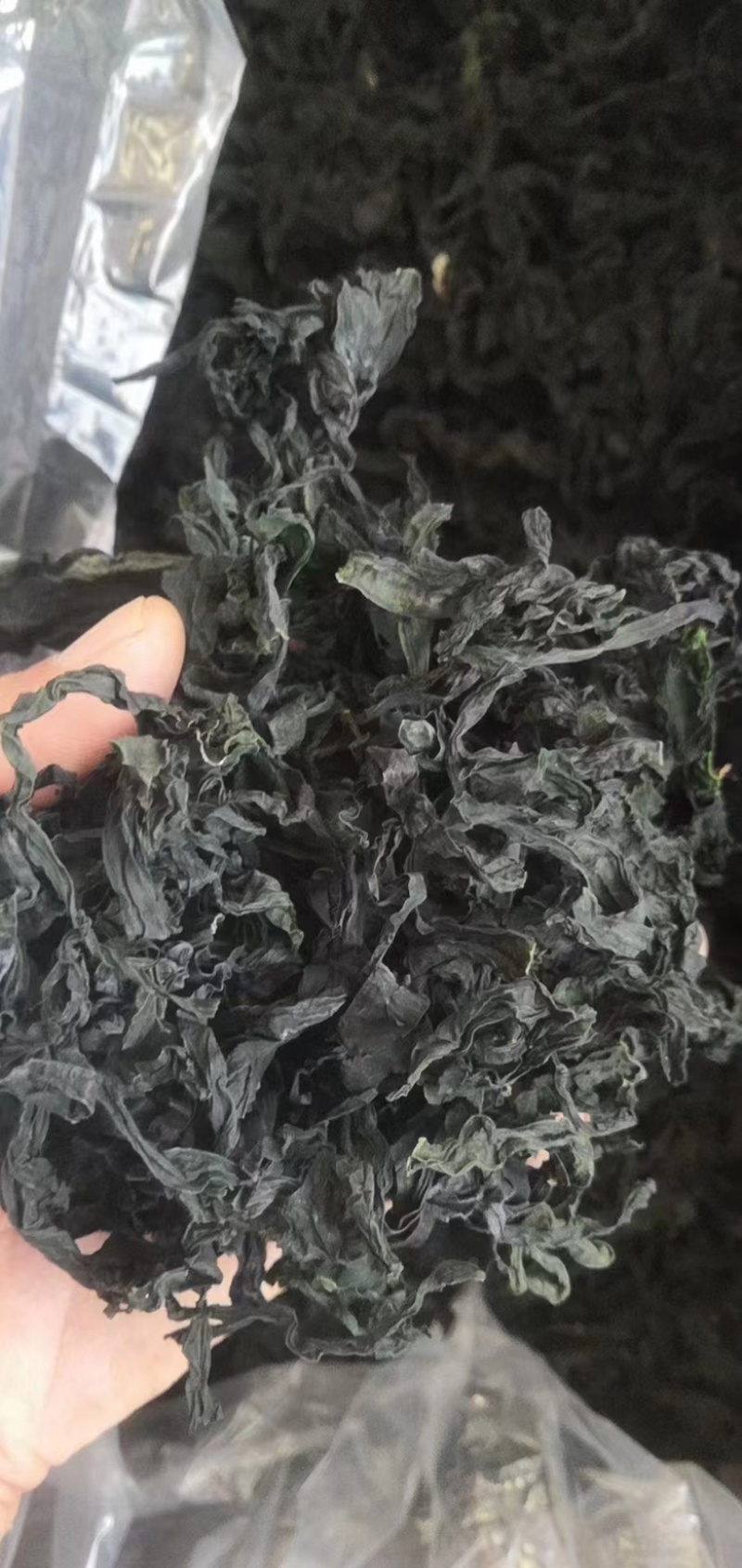 山东日照裙带菜，货量大货品优，欢迎采购