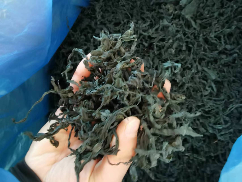 山东日照裙带菜，货量大货品优，欢迎采购