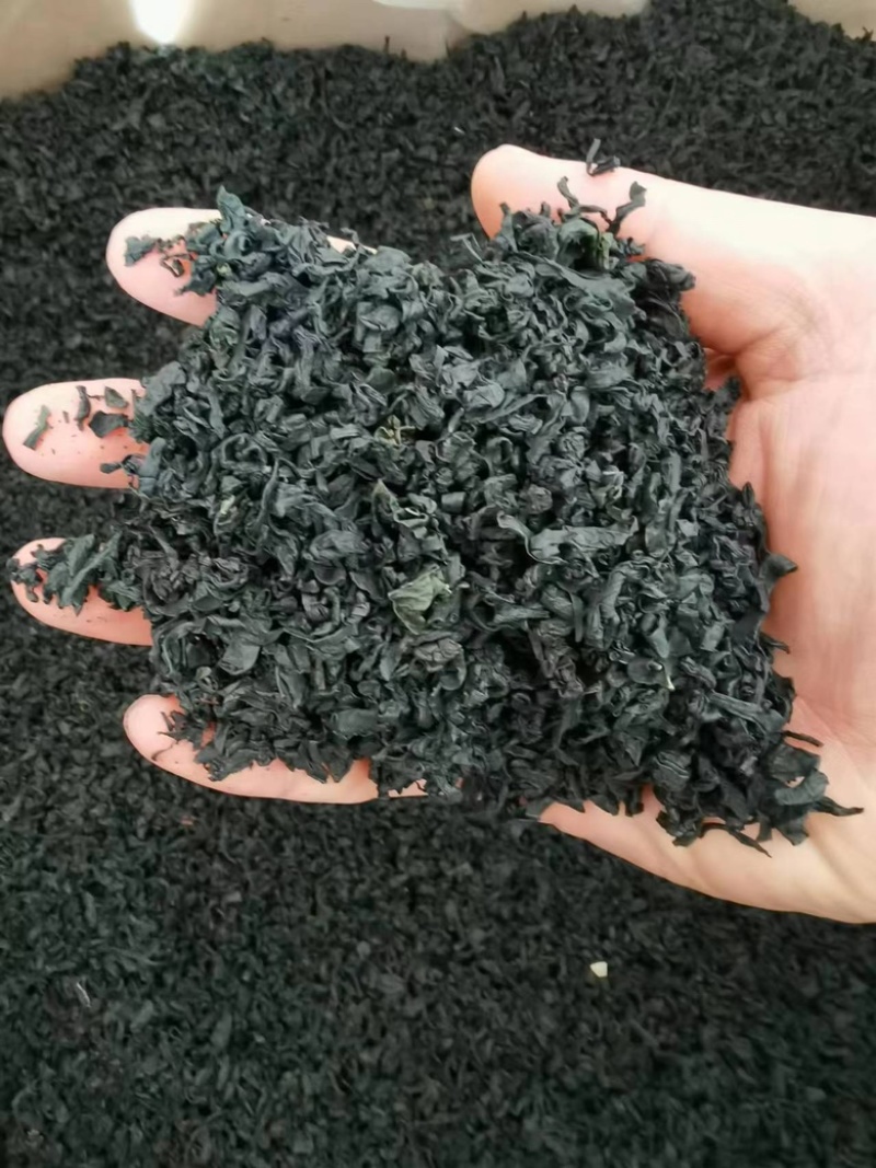 山东日照裙带菜，货量大货品优，欢迎采购