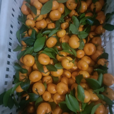 现摘南丰蜜橘