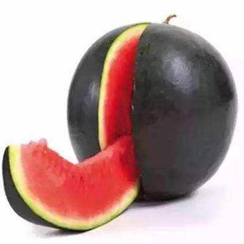 浪潮二号黑皮无籽西瓜种子大果中晚熟亩产8500公斤薄皮