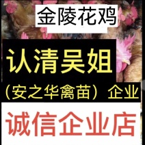 金陵花，麻鸡苗，质量保障、店有（诚信企业）证书，欢迎选购