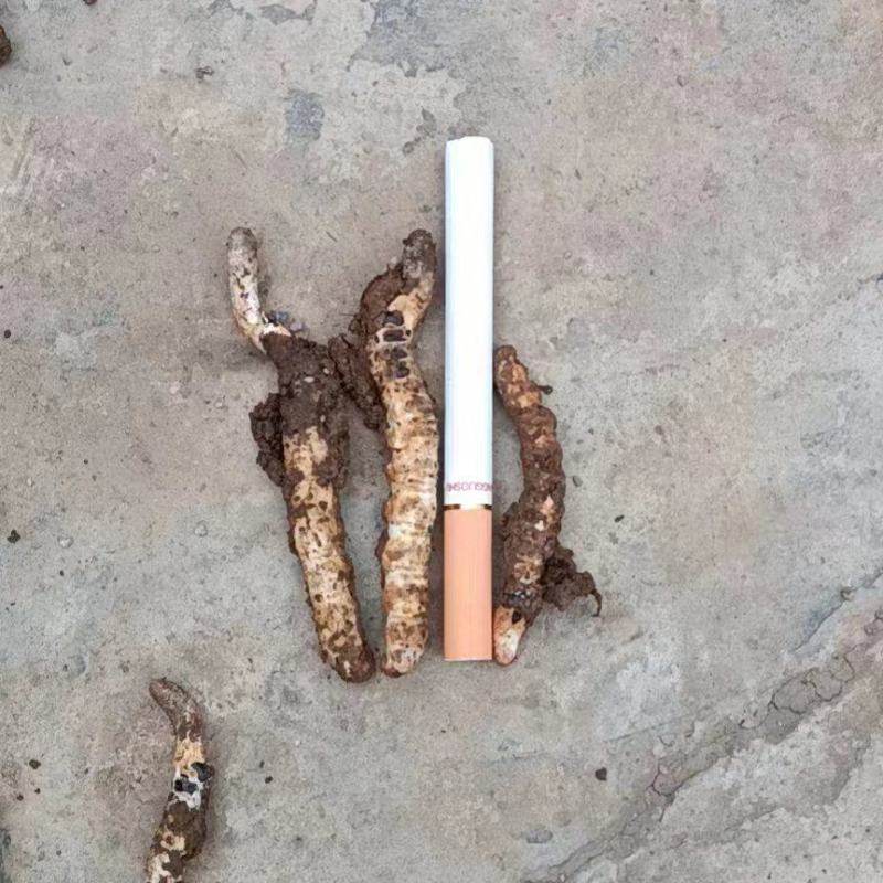 冬虫夏草
