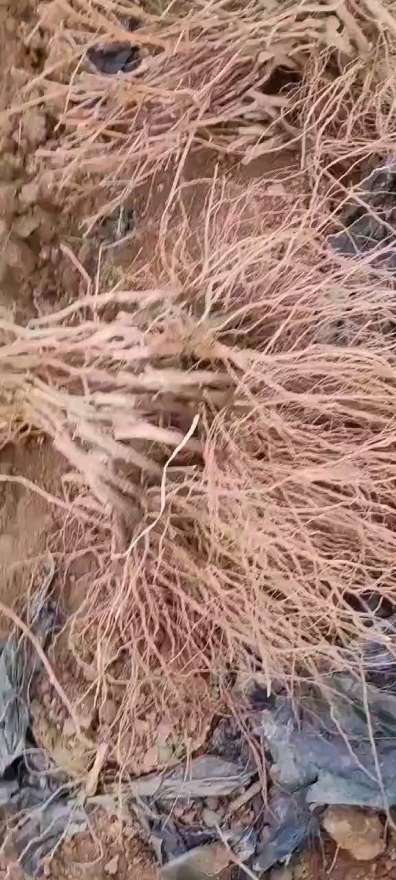 优质阳光玫瑰葡萄苗品种纯正，苗圃现挖，保湿发货直销