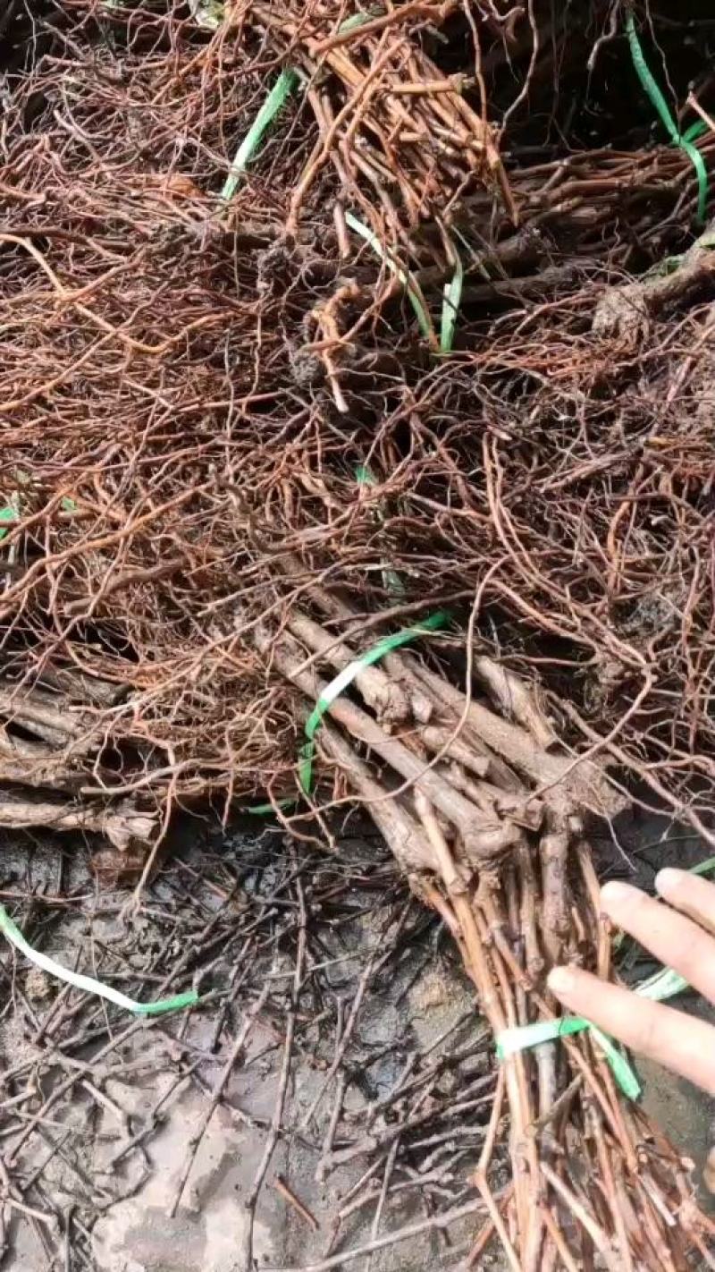 优质阳光玫瑰葡萄苗品种纯正，苗圃现挖，保湿发货直销