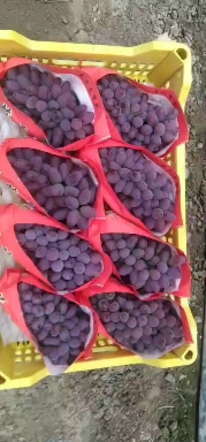 北镇暖棚茉莉香大量上市颗粒饱满色泽艳丽串行好糖度高备货快