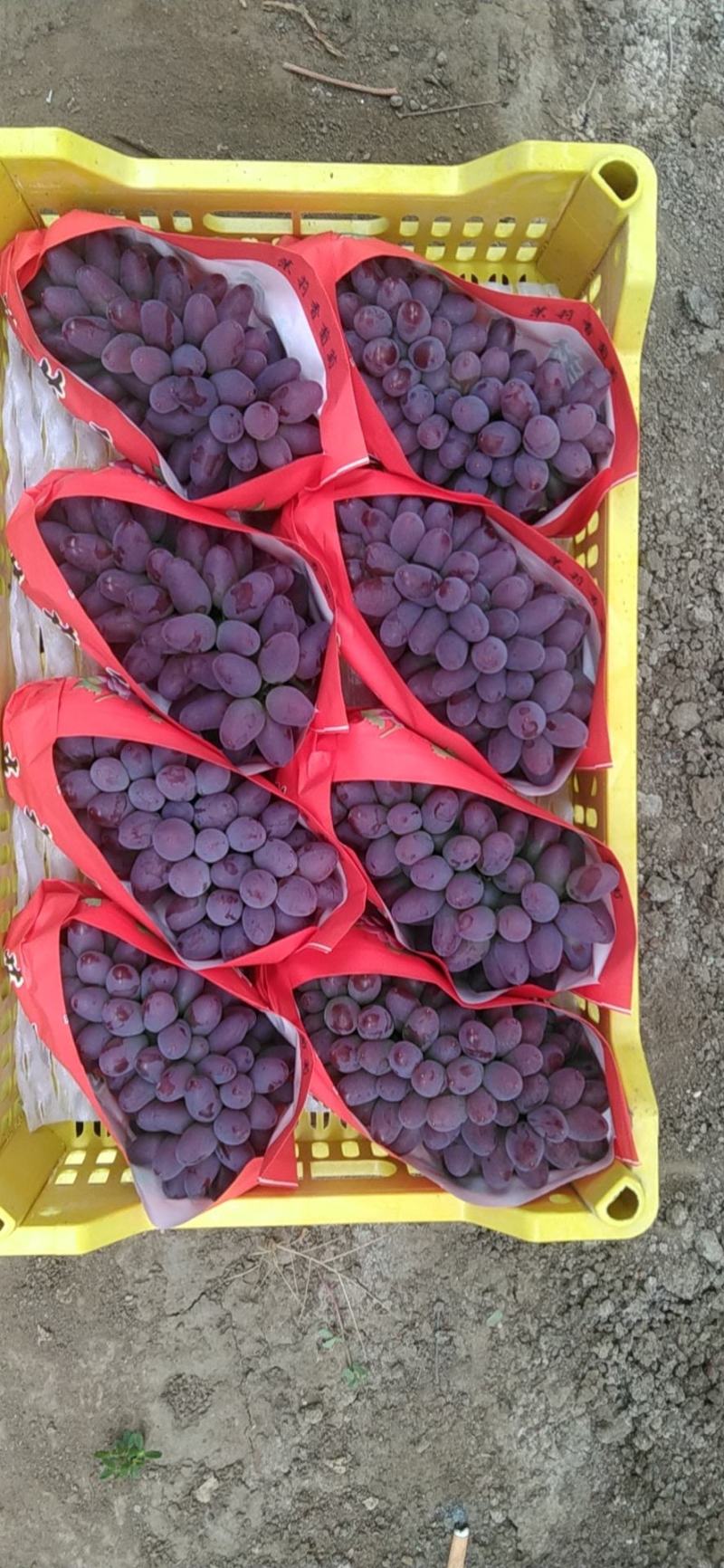 北镇暖棚茉莉香大量上市颗粒饱满色泽艳丽串行好糖度高备货快