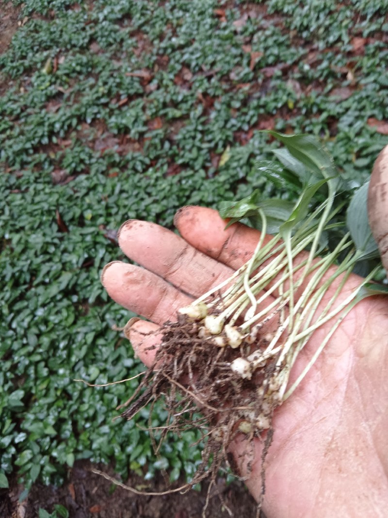 我是种植户，自家基地直发高杆姜型大黄精种苗，路天育苗。