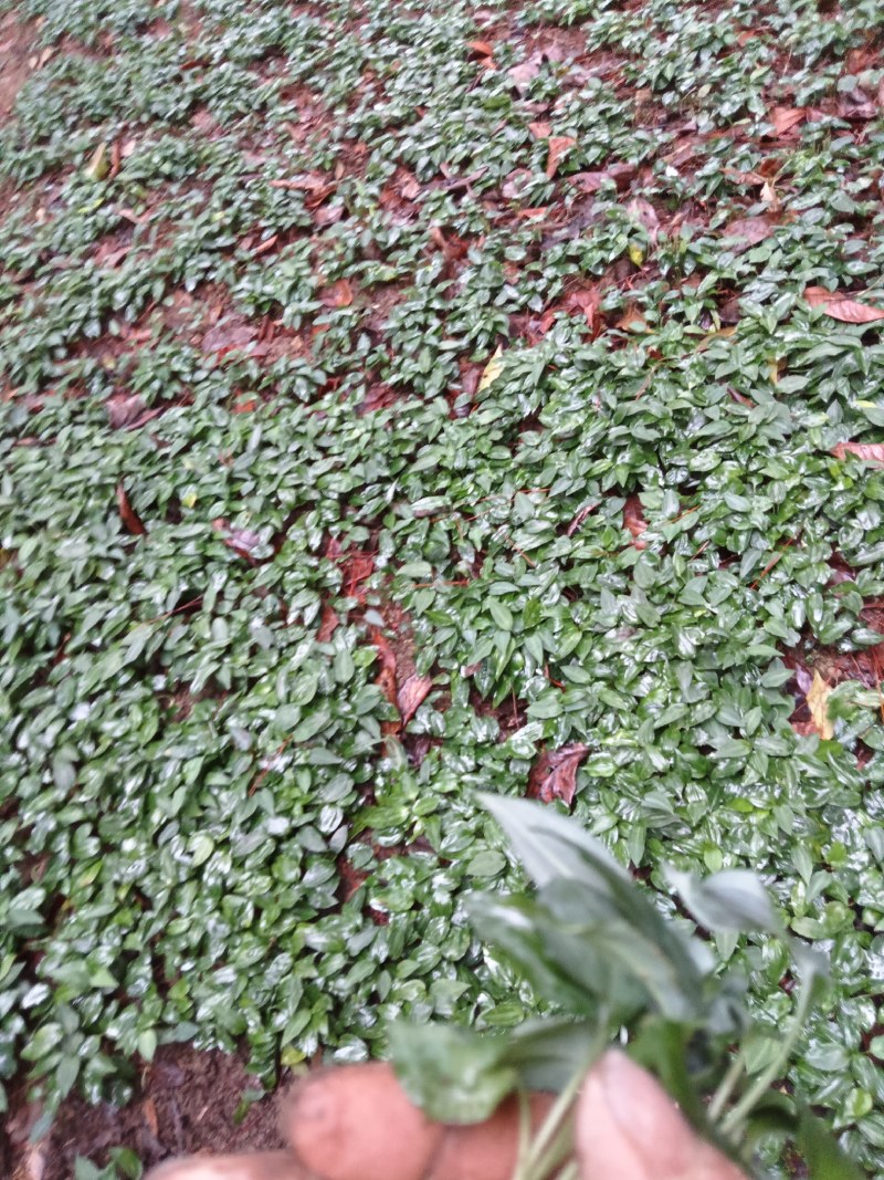 我是种植户，自家基地直发高杆姜型大黄精种苗，路天育苗。
