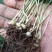 我是种植户，自家基地直发高杆姜型大黄精种苗，路天育苗。