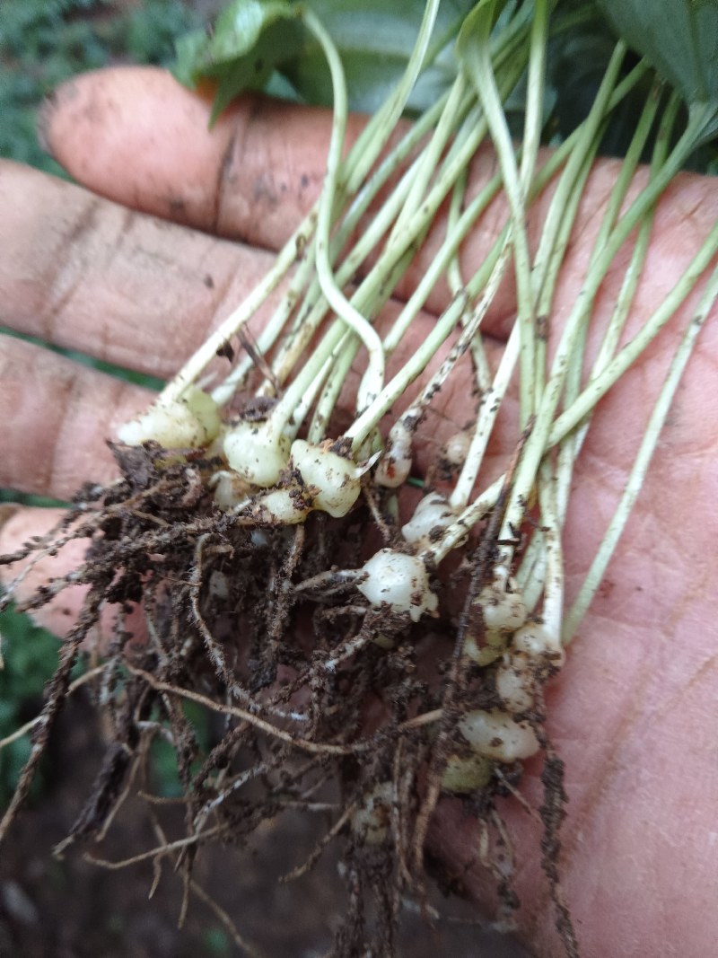 我是种植户，自家基地直发高杆姜型大黄精种苗，路天育苗。
