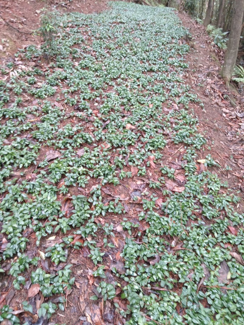 我是种植户，自家基地直发高杆姜型大黄精种苗，路天育苗。
