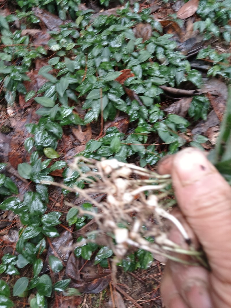 我是种植户，自家基地直发高杆姜型大黄精种苗，路天育苗。