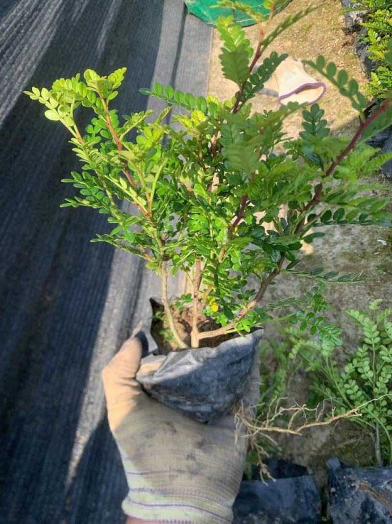 胡椒木，清香木，一手货源，产地直供，各种规格都有