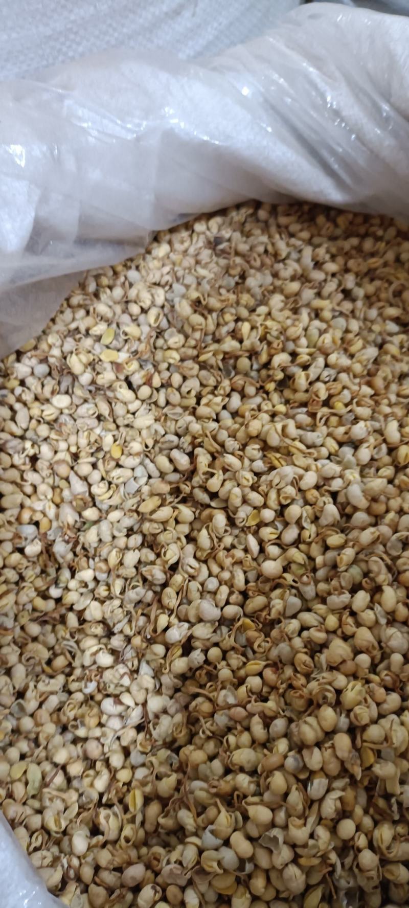大豆黄卷，保质保量，无硫不加色增重，欢迎各位老板去下单
