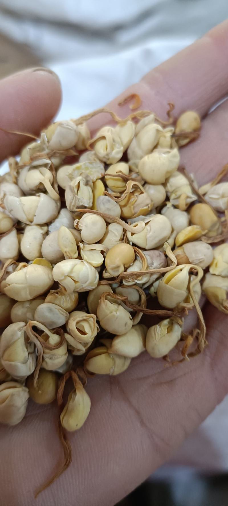 大豆黄卷，保质保量，无硫不加色增重，欢迎各位老板去下单