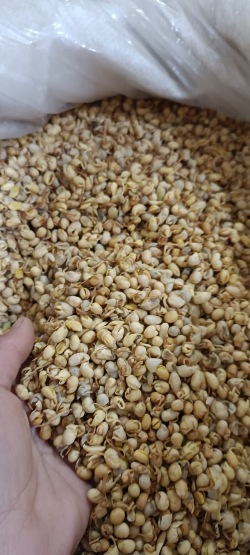 大豆黄卷，保质保量，无硫不加色增重，欢迎各位老板去下单