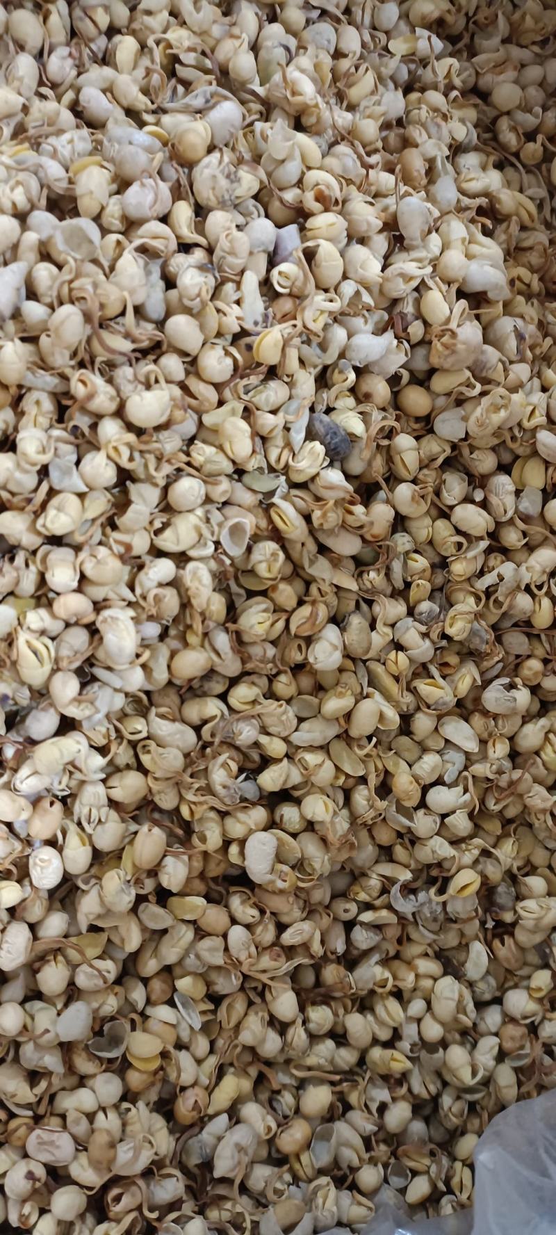 大豆黄卷，保质保量，无硫不加色增重，欢迎各位老板去下单