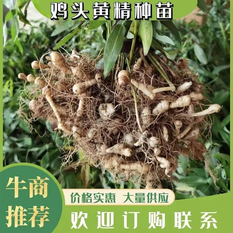 黄精鸡头黄精黄精苗黄精种苗药材种苗种苗中药材种