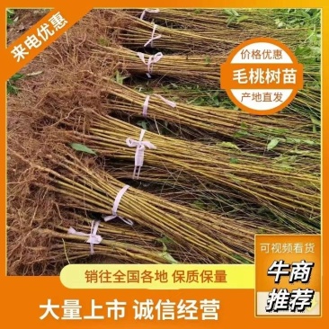 毛桃树苗毛桃苗桃树苗枮木毛桃实生毛桃野生毛桃桃树占地嫁接