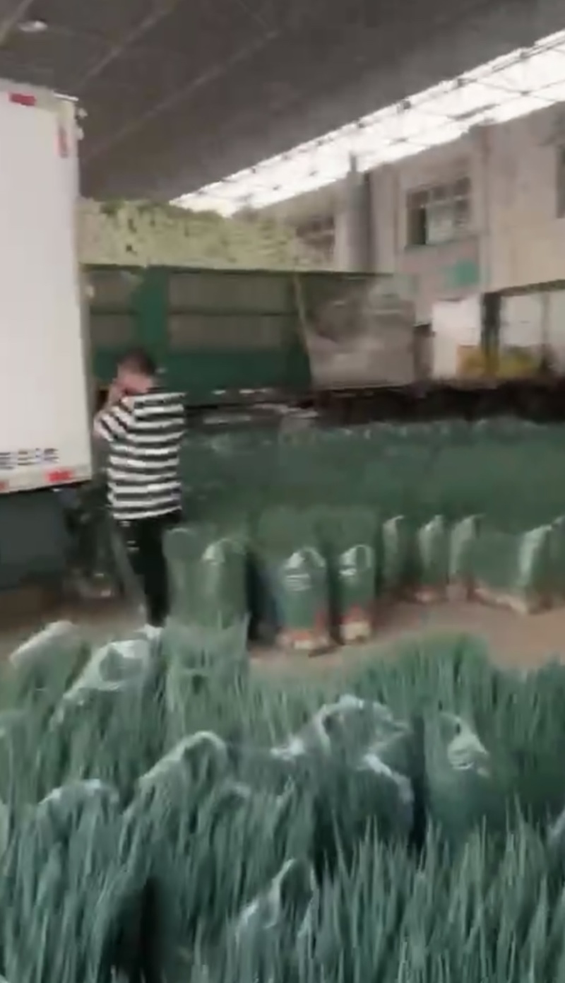 河北邯郸一手货源精品包装四季小葱打包发货一条龙