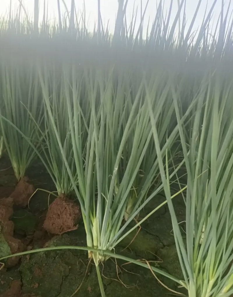 河北邯郸一手货源精品包装四季小葱打包发货一条龙