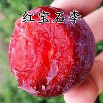 【精选】精品红宝石李子大量供应品质保证甜度高水分足