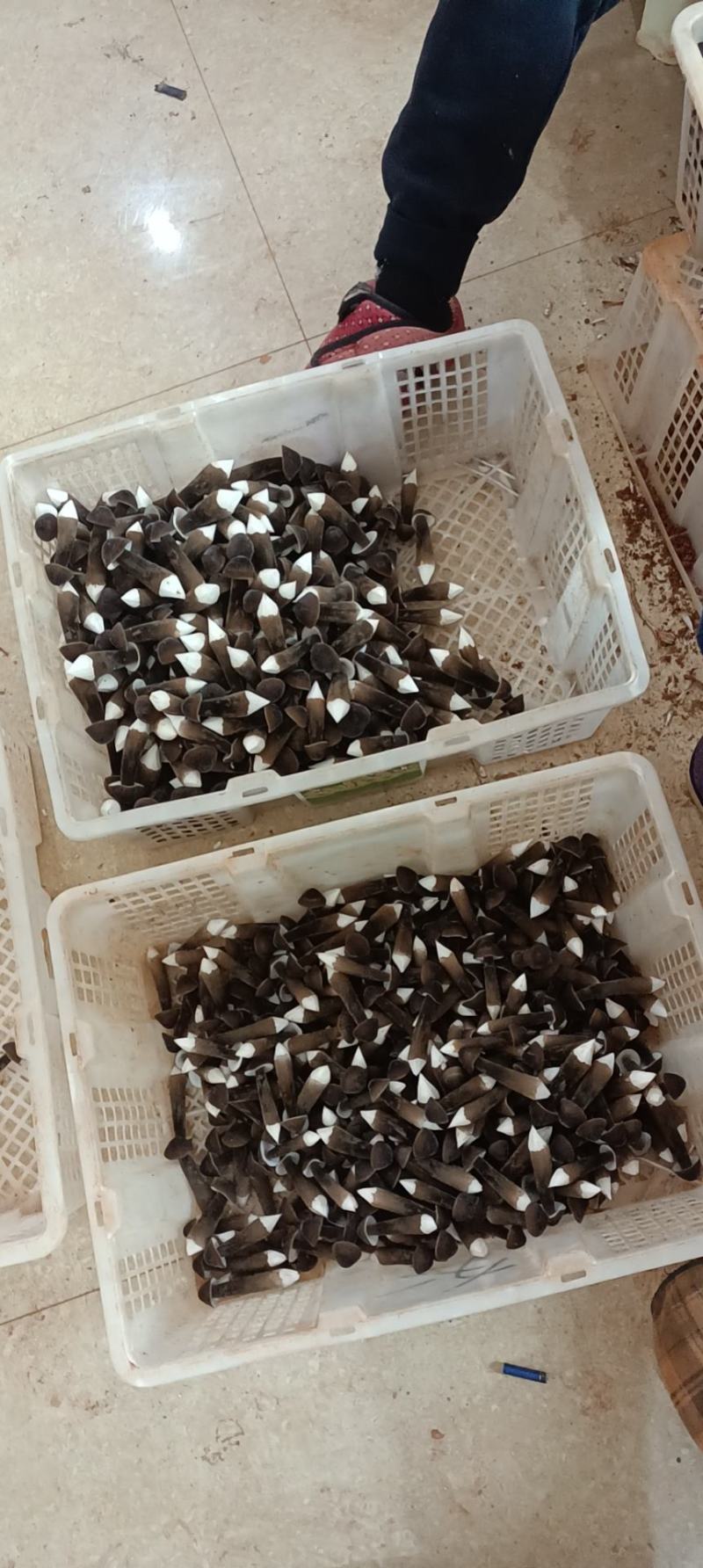 黑皮鸡枞菌基地直供，全国包邮，新鲜到家，可航空运输