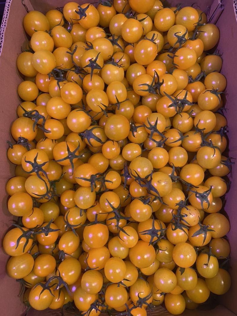 正宗409小柿子大量有货、质量好、欢迎大家来咨询