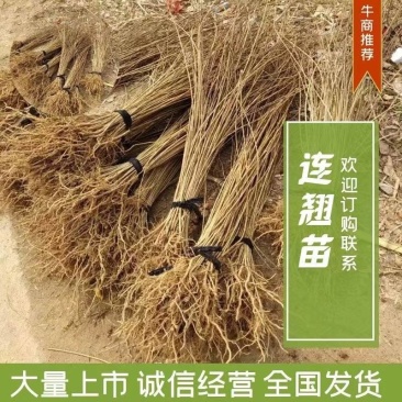 连翘苗药用连翘苗高产连翘河南连翘山西连翘大果连翘连翘