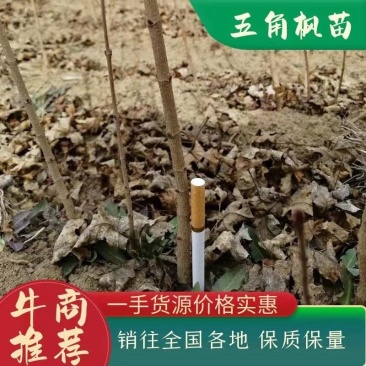 五角枫元宝枫枫树枫树枫树苗五角枫苗树苗