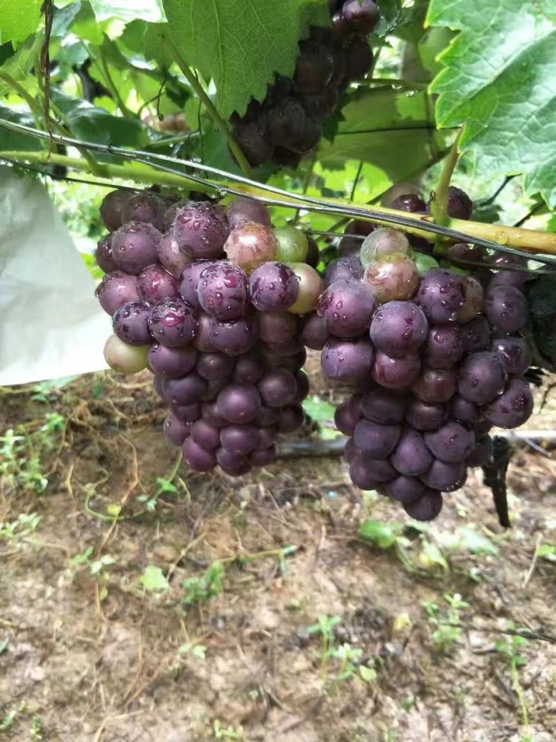 【精选】湖北随州精品巨峰葡萄甜度高水分足产地批发