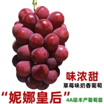 [妮娜皇后]，阳光玫瑰葡萄苗3309M9砧5BB砧，贝达