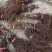 [妮娜皇后]，阳光玫瑰葡萄苗3309M9砧5BB砧，贝达