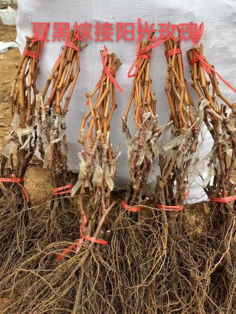 [妮娜皇后]，阳光玫瑰葡萄苗3309M9砧5BB砧，贝达