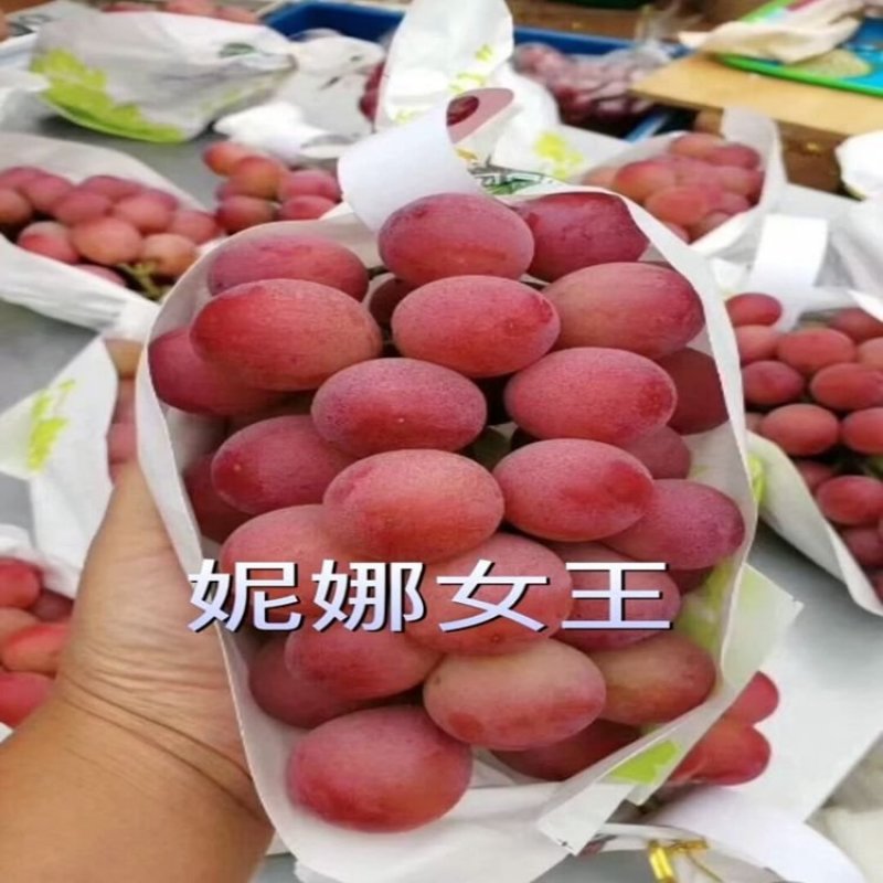 [妮娜皇后]，阳光玫瑰葡萄苗3309M9砧5BB砧，贝达