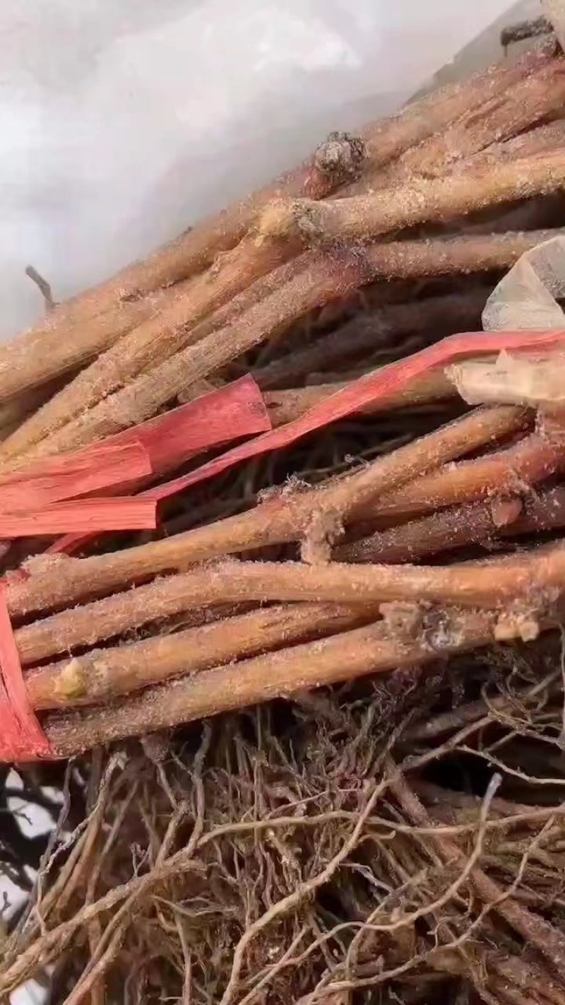 [妮娜皇后]，阳光玫瑰葡萄苗3309M9砧5BB砧，贝达