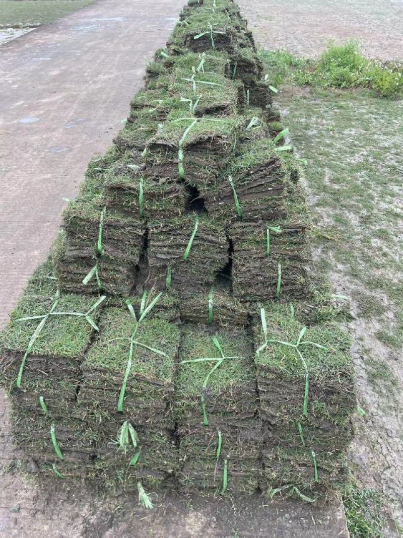 草皮