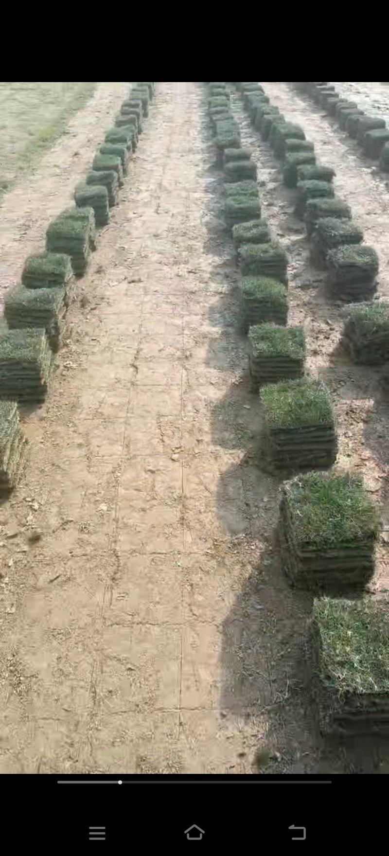 草皮