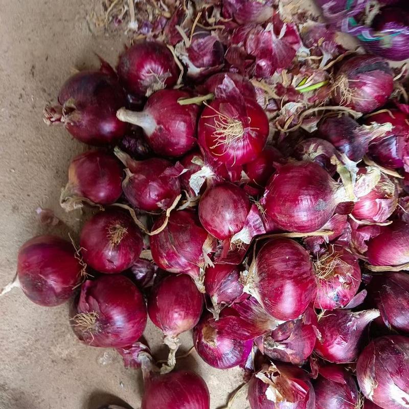 红皮紫皮精品洋葱山东洋葱一手货源产地发货价格低