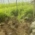 金叶榆小苗金叶榆绿篱金叶榆杯苗籽播金叶榆基地